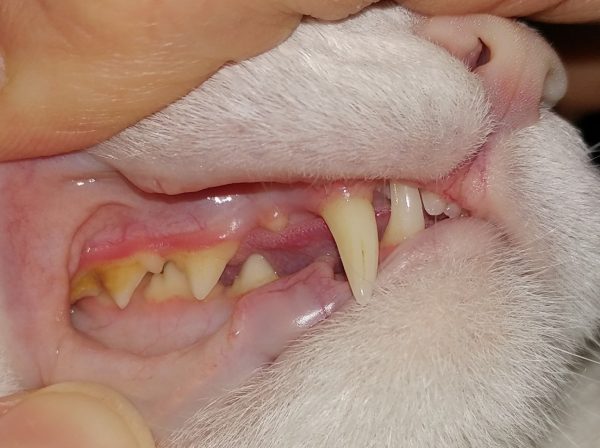 Зубной камень у кошки