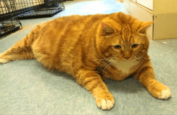 Ожирение у кота