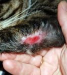 Заживающая гнойная рана на лапе кота