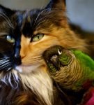 Кошка и попугай