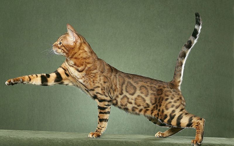 Серенгети (36 фото): описание породы кошек. Особенности характера котов. Условия содержания котят