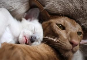 Кошка и котята лежат