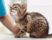 Полосатый котёнок чешет уши задней лапой