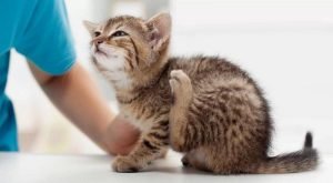 Полосатый котёнок чешет уши задней лапой