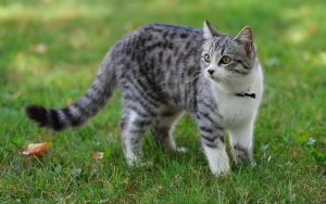 Кошка стоит на траве