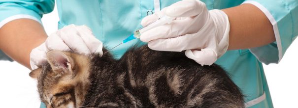 Нобивак для кошек и котов: инструкция, цена вакцины, отзывы о применении у котят и взрослых животных, аналоги