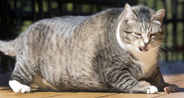 Ожирение у кота
