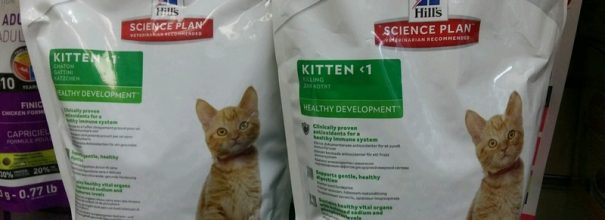 Какие сухие корма можно давать котятам