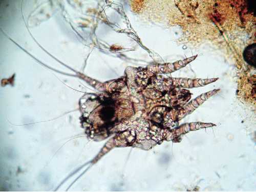 Ушной клещ под микроскопом