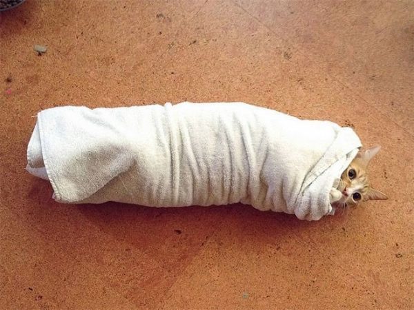 Кот, завёрнутый в полотенце, лежит на полу