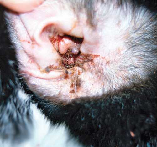 Тёмные выделения и воспаление в ухе у кошки