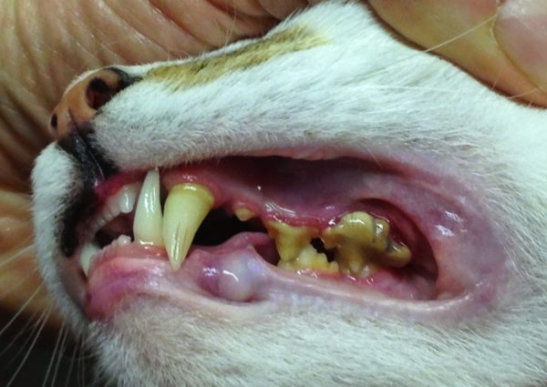 Зубной камень на зубах кошки