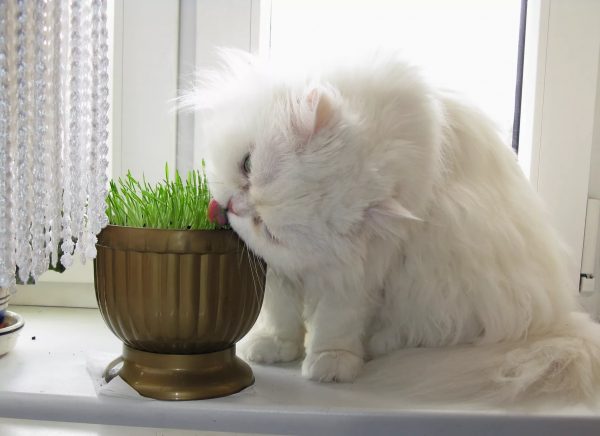 Кот ест травку