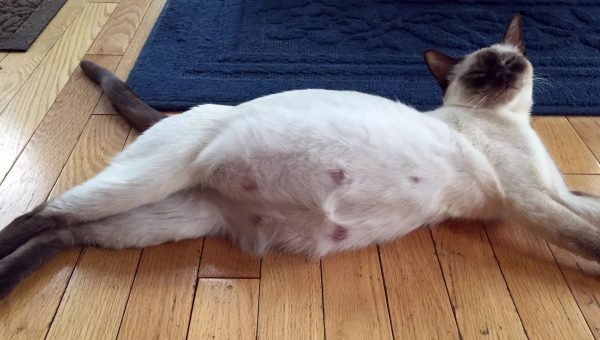 Беременная кошка лежит на полу