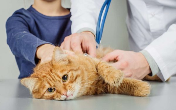 Ветеринар обследует кота