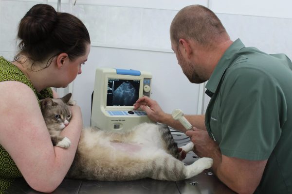 Ветеринар проводит УЗИ коту