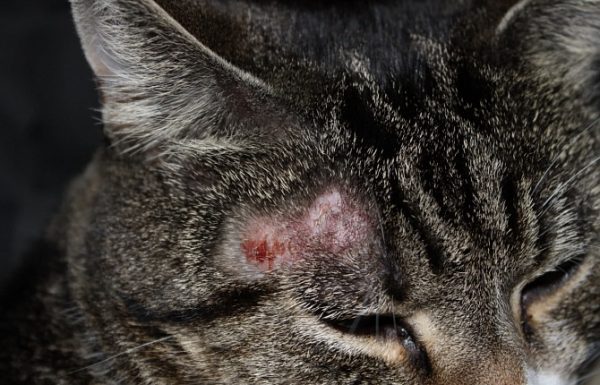 Очаг локального облысения, покраснения и повреждения кожи на голове у кота