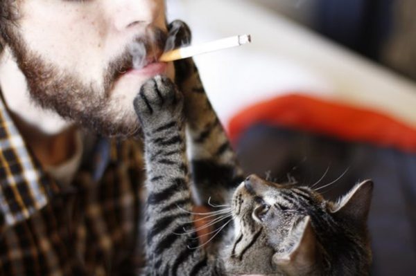 Кот и сигарета