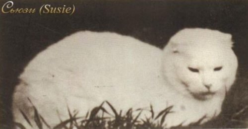 Сьюзи — родоначальница шотландских кошек