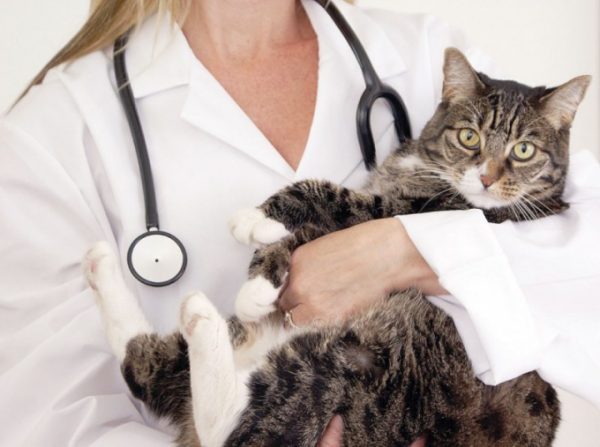 Кот у ветеринара