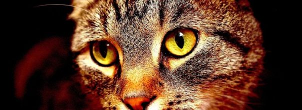Блошиный аллергический дерматит у кошек фото