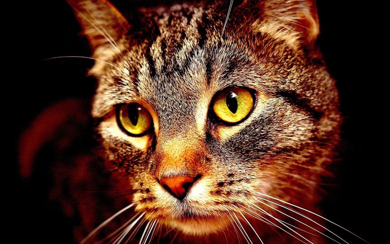 Блошиный дерматит у кошек • Как вылечить аллергию