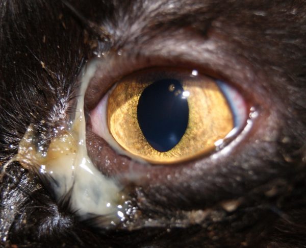 Гнойное отделяемое из глаза у кота