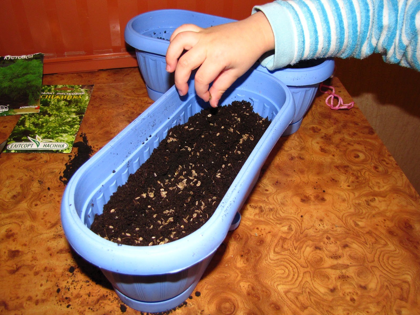 Как посадить семена укропа в домашних