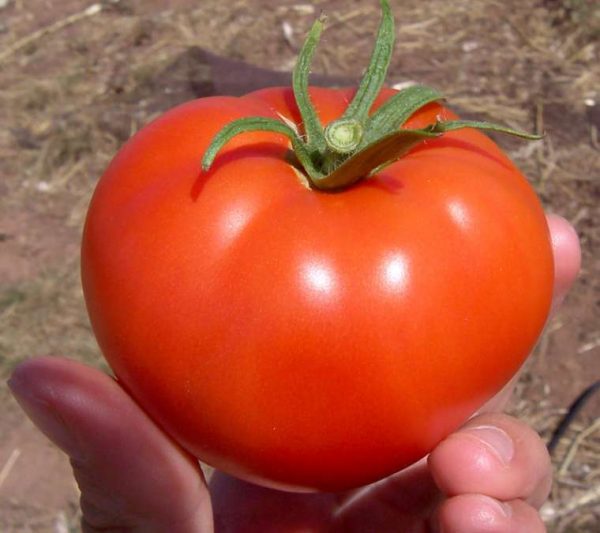 Сорт томатов Взрыв