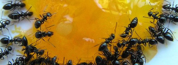 Борная кислота от муравьев в квартире и в огороде: рецепт для приготовления вдомашних условиях, отзывы, рекомендации