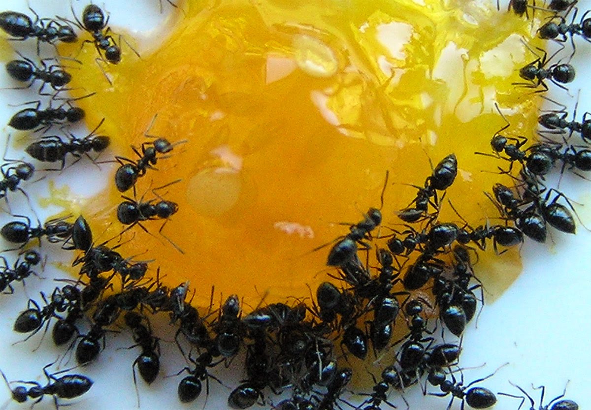 Чего боятся пчелы как от них избавиться. Борьба с муравьями. Пищевые муравьи. Домашние муравьи. Муравей и еда.