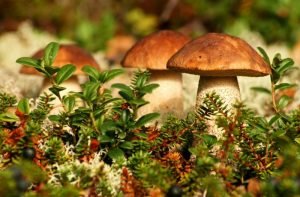Чистка ароматных лесных грибов