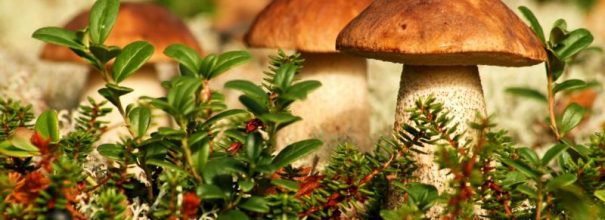 Чистка ароматных лесных грибов