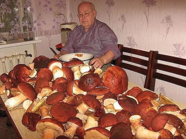 Много грибов на столе