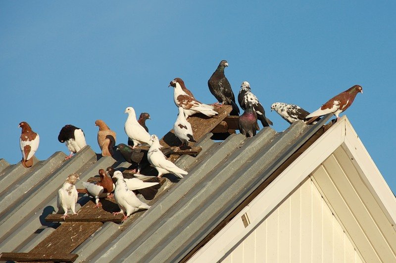 Как избавиться от голубей дома. Голуби на крыше. Птицы на крыше. Птицы на крышах домов.