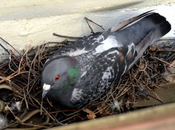 Как избавляться от голубей на крыше балкона и подоконнике — различные методы и их описание. Как прогнать голубей и других птиц с балкона или лоджии избавившись навсегда