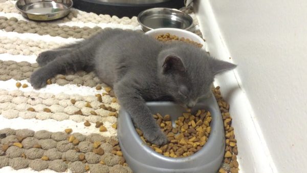 Котёнок спит в миске