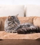 Кот на большой коричневой лежанке с высоким бортиком-спинкой на мягкой подставке