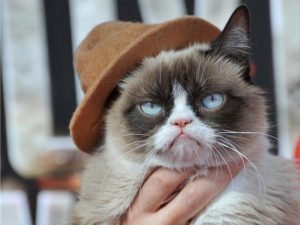 Сердитая кошка - Грампи Кэт