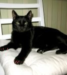 Чёрная кошка с антицарапками