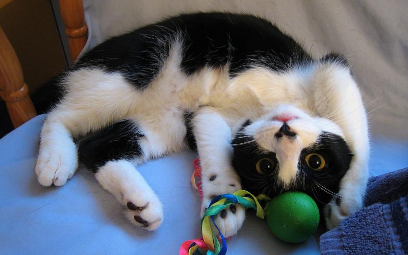 Какие игрушки для 🐈 кошек можно сделать своими руками