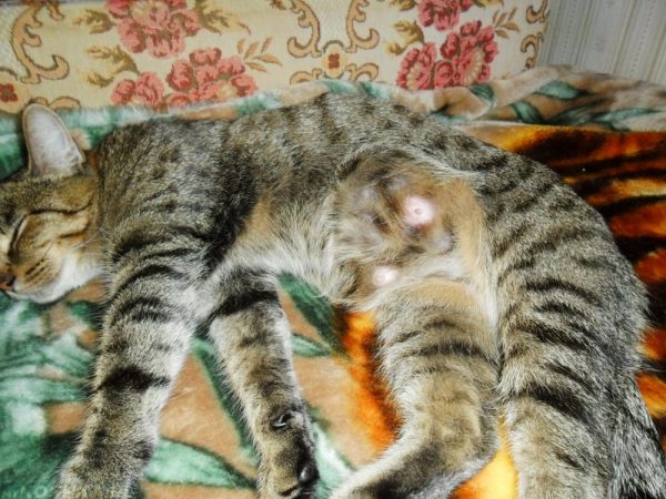 Кошка «с животиком» лежит на кровати с закрытыми глазами