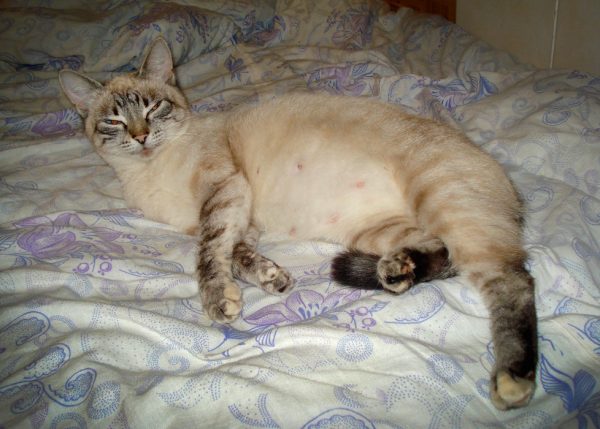 Беременная кошка лежит на кровати