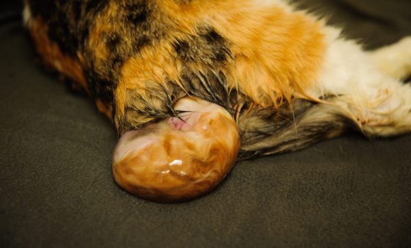 Котенок, рождённый в амниотической оболочке