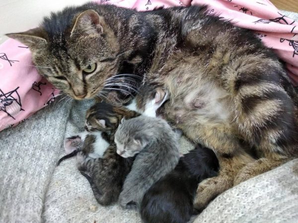 Кошка с новорождёнными котятами
