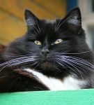 Чёрный кот с белыми усами