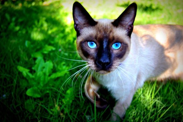 Сиамская кошка на траве