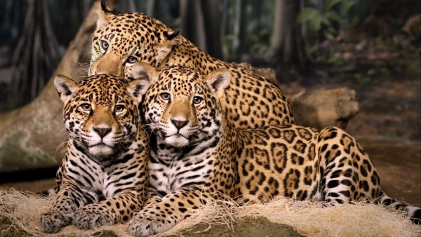 Семейство ягуаров