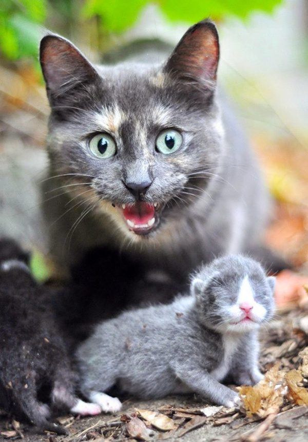 Кошка защищает котёнка