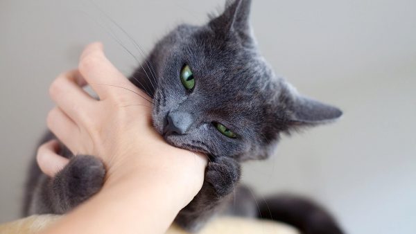 Кот кусает руку человека